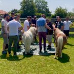 Übersicht der Teamphasen nach Tuckman - für Teamkonflikte