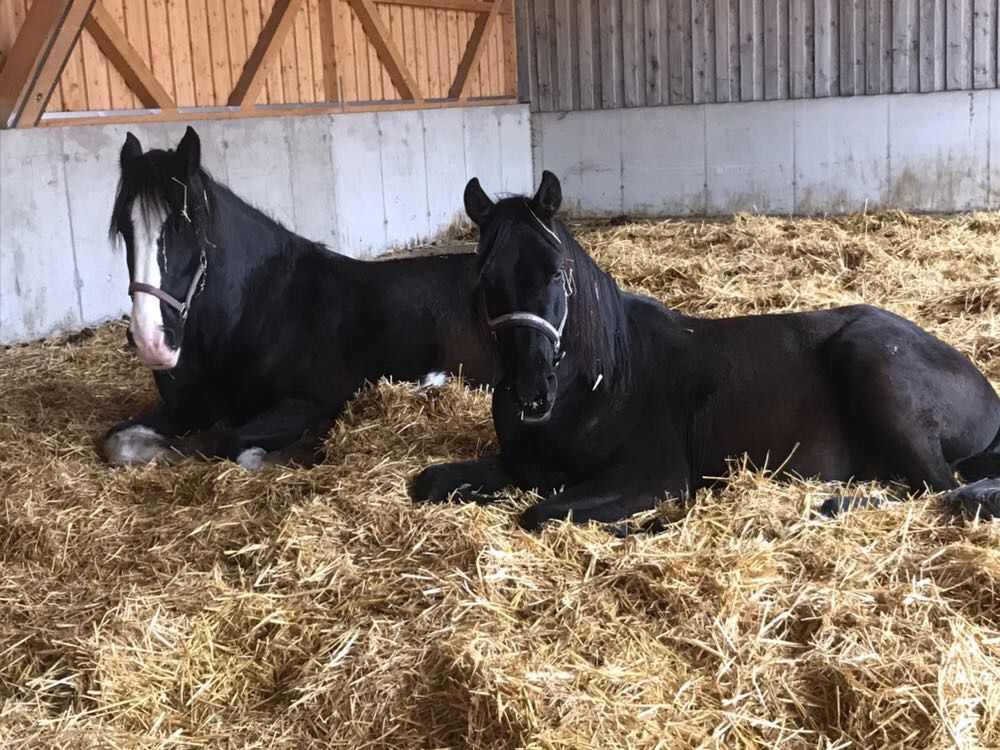 Phasen der Teamentwicklung nach Tuckman - Teamentwicklung München