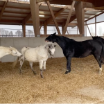 Teamentwicklung nach den Phasen von Tuckman - Storming