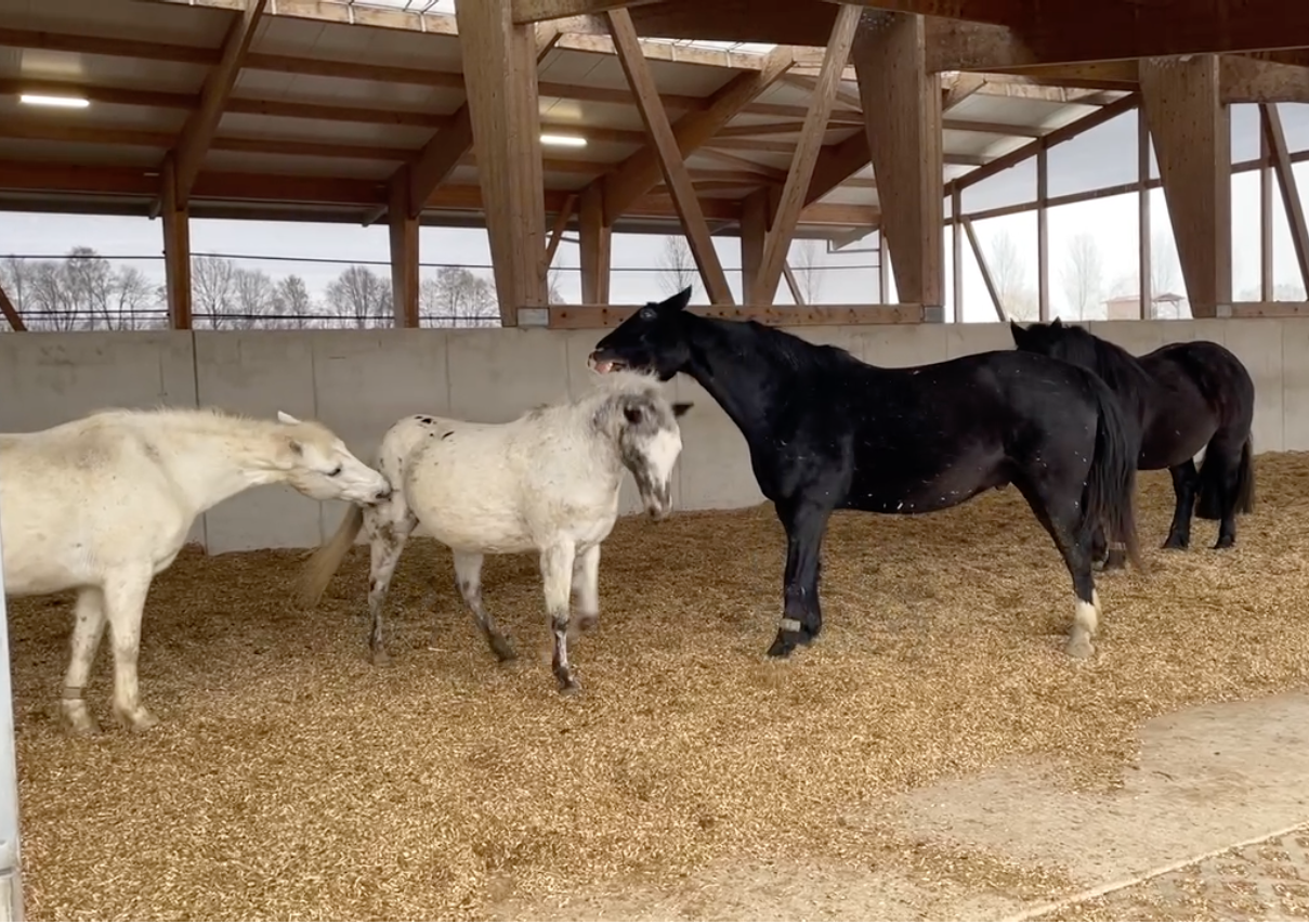 Teamentwicklung nach den Phasen von Tuckman - Storming