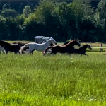 Teamphasen nach Tuckman Phasenmodell - Performing