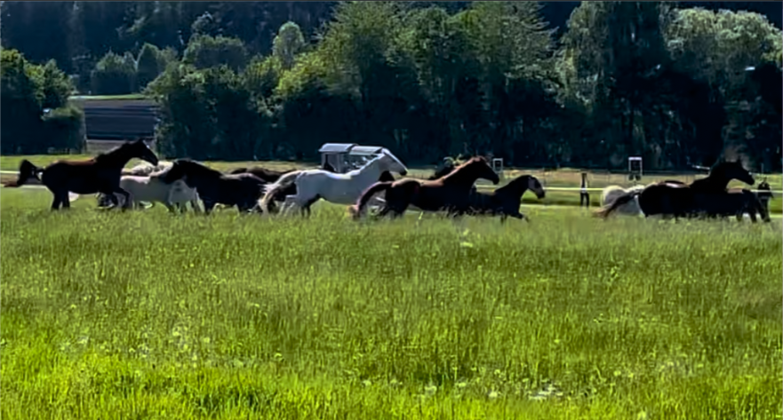 Teamphasen nach Tuckman Phasenmodell - Performing